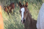 Foal 2010.