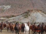 Una de las fincas de cr�a de Yeguada Arag�n.