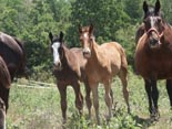 Dos foals en las instalaciones de Yeguada Arag�n.