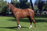 FREEDOM YAR: ELVIS AMOR y ALADA Z por AMATEUR Z  